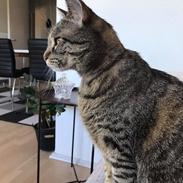 Huskat Gaia