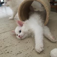 Ragdoll DK CatchingLove's Unik Arn (Pelle)