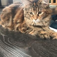 Maine Coon DK Reinberg's DeeDee (Himmelkat)