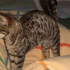 Huskat Pjock<3 R.I.P.<3