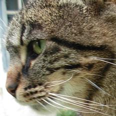 Huskat Pjock<3 R.I.P.<3