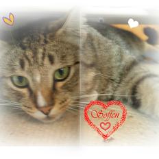 Huskat Sofus<3 R.I.P.<3