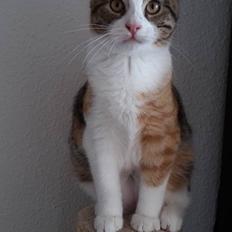 Huskat Harley Quinn (Q)