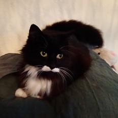 Blanding af racer Toulouse 