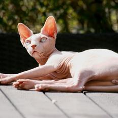 Sphynx Magnus Anat Her*PL - "Gustav"