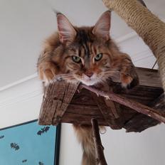 Maine Coon Stella - (DK Prelude cats Sarsellerne)
