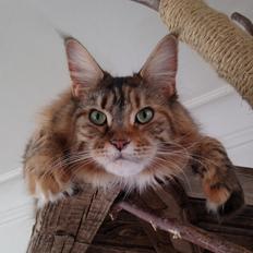 Maine Coon Stella - (DK Prelude cats Sarsellerne)