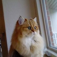 British Longhair Gaia von den Kleinen Hexen