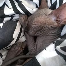 Sphynx Romeo