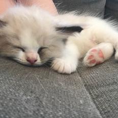 Ragdoll Elliott (Melodic Aura’s Epic Elliott)