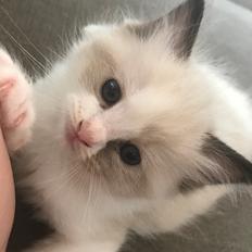 Ragdoll Elliott (Melodic Aura’s Epic Elliott)