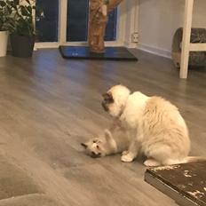 Ragdoll Elliott (Melodic Aura’s Epic Elliott)