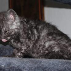 Selkirk Rex  Lucifer 