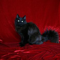 Blanding af racer Batman