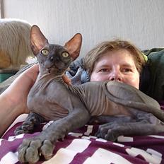 Sphynx Ramses Møgøre Suttegøj den anden.