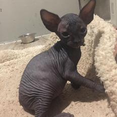 Sphynx Ramses Møgøre Suttegøj den anden.