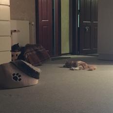 Blanding af racer Izabella