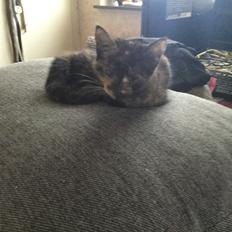 Blanding af racer Izabella