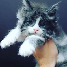 Maine Coon Pablo