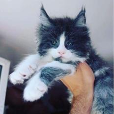 Maine Coon Pablo