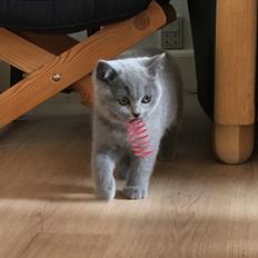 British Shorthair Tinka