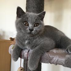 British Shorthair Tinka