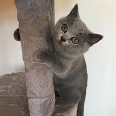 British Shorthair Tinka