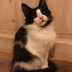 Norsk Skovkat DK Nordic Guardians Buster Keaton