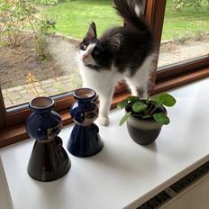 Norsk Skovkat DK Nordic Guardians Buster Keaton