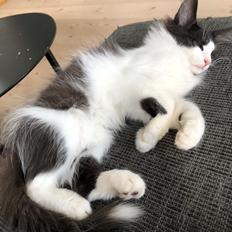 Norsk Skovkat DK Nordic Guardians Buster Keaton