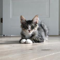 Norsk Skovkat DK Nordic Guardians Clark Gable