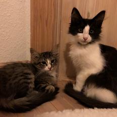 Norsk Skovkat DK Nordic Guardians Clark Gable