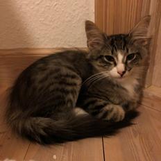 Norsk Skovkat DK Nordic Guardians Clark Gable