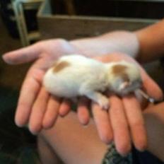 Blanding af racer Pedersen