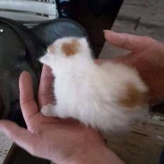 Blanding af racer Pedersen