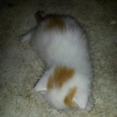 Blanding af racer Pedersen