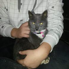 Blanding af racer Findus 