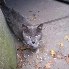 Blanding af racer Findus 