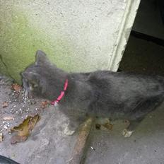 Blanding af racer Findus 