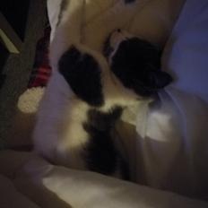 Blanding af racer Bimze