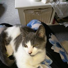 Blanding af racer Bimze