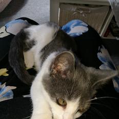 Blanding af racer Bimze