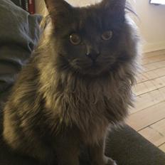 Maine Coon Carlo