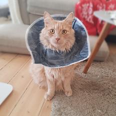 Blanding af racer Felix