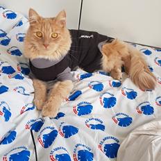 Blanding af racer Felix