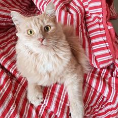 Blanding af racer Felix