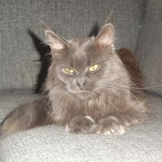 Maine Coon Blackangel's Cleffa