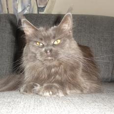 Maine Coon Blackangel's Cleffa