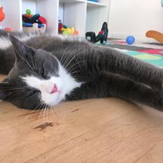 Blanding af racer “Morfar”