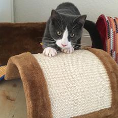 Blanding af racer “Morfar”